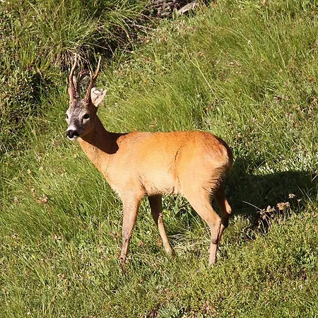 卡佩塔酒店 Avers